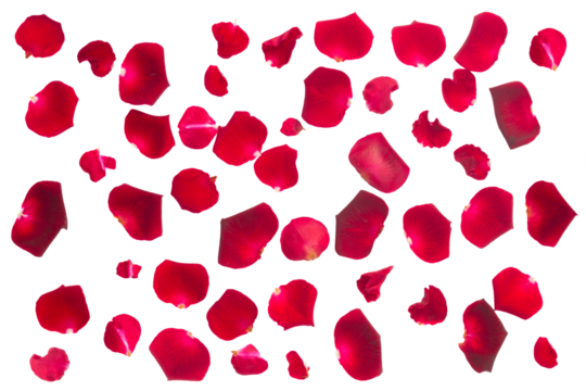 crimson  rose petals