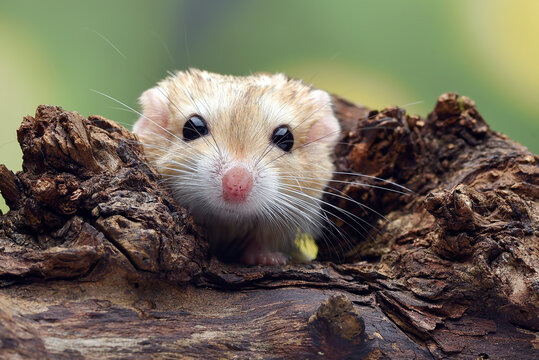 Close-up photo of Fat tailed_ gerbil (Pachyuromys duprasi)