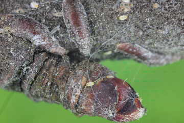 Apple mussel scale or oystershell scale (Lepidosaphes ulmi) is a widely invasive scale insect that is a pest of trees in orchards and others plants.