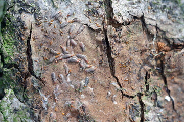 Apple mussel scale or oystershell scale (Lepidosaphes ulmi) is a widely invasive scale insect that is a pest of trees in orchards and others plants.