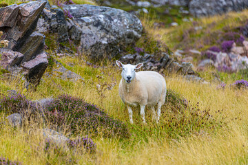 Obraz na płótnie Canvas Solitary sheep grazing in the Scottish Highlands
