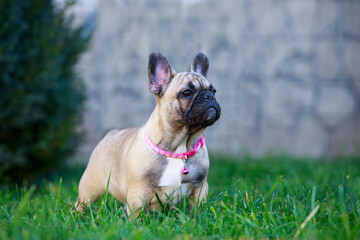 dog breed french bulldog