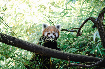 panda eating bamboo