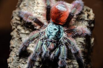 spider on the wall