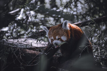 panda eating