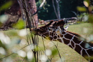 giraffe in the forest