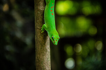 green lizard on a branch