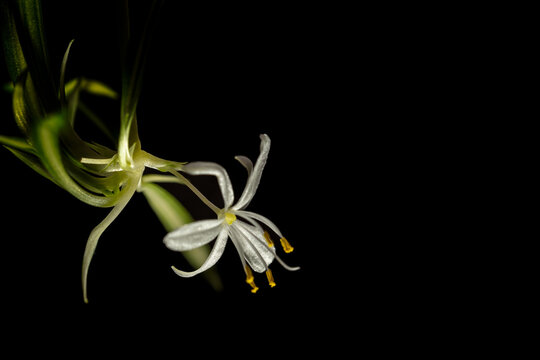 A white Chlorophytum comosum flower in a branched inflorescence. Each flower has six three-veined petals. All on black background