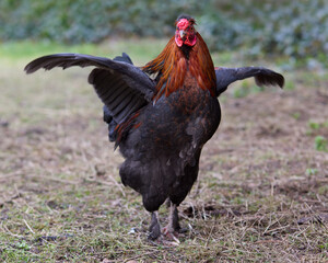 Red rooster spreads its wings