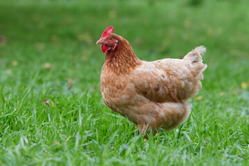 Brown chicken isolated free range in garden