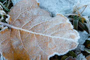 A close up image of crackling frost covering a orange color fall leaf lying on the ground. 