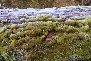 An abstract image of frost covering thick green moss that is growing on an old decaying tree stump.