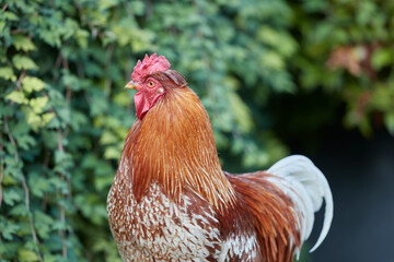 Red rooster isolated free range in garden