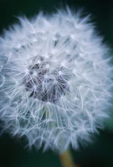 Abwaschbare Fototapete dandelion seed head © niklas storm