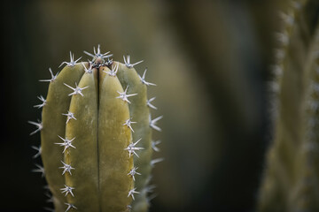 Arizona Desert Landscape 