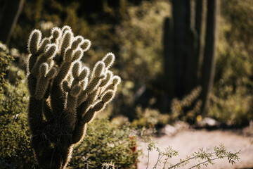Arizona Desert Landscape 