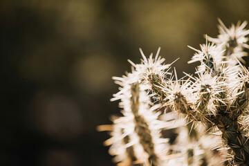 Arizona Desert Landscape 
