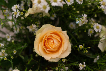 yellow rose in garden