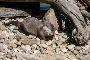 Asian Small-Clawed Otter (Aonyx cinereus)