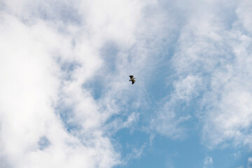 Australian Masked Lapwings (Vanellus miles)