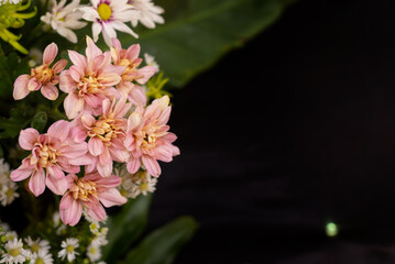 pink and white flowers