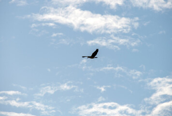 Australian Masked Lapwing (Vanellus miles)