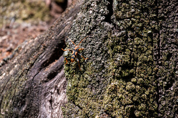 Flower Longicorn Beetle (Aridaeus thoracicus)
