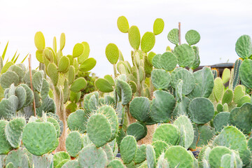 Large bush shaped different types opuntia plants in large grown garden center.