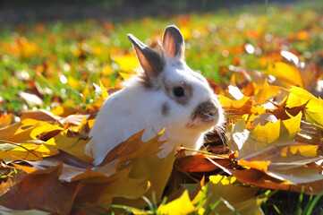 White bunny rabbit with brown spots sits in fallen autumn maple leaves enjoying a warm sunny day....