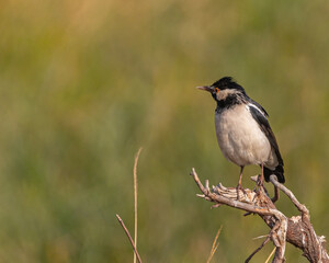 Fototapeta premium Pied Starling resting