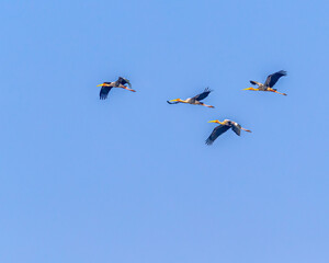 A group of painted storks
