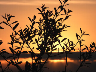 Feuilles d'olivier en ombre chinoise dans le coucher de soleil