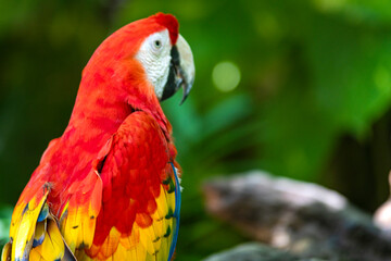 Specimen of Ara macao is the Scarlet macaw, also known as red parrot that lives wild in the subtropical and tropical jungle of America, it is a large bird with great plumage full of colors.