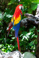 Fototapeta na wymiar Beautiful specimen of Ara macao it is the Scarlet macaw, also known as red parrot that lives wild in the subtropical and tropical jungle of America it is a large bird with great plumage full of colors