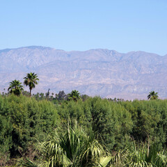 Fototapeta na wymiar Green trees in front of desert mountains