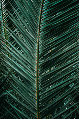 green palm tree leaves in summertime , green background
