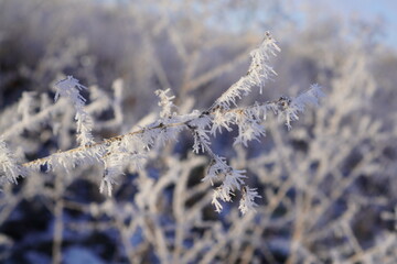 Zimowa rośliność  - obrazy, fototapety, plakaty