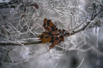 Winter in Lithuania 