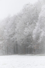 Fototapeta premium Wald im Winter
