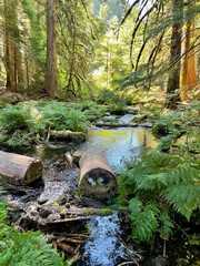 River and sun in the forest.