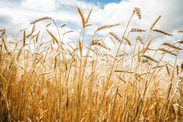 Wheat field. Ears of golden wheat close up.