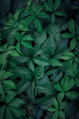 Naklejka na ściany i meble green plant leaves in the garden in springtime, green background