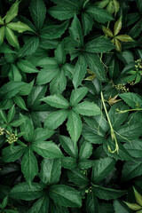 green plant leaves in the garden in springtime, green background