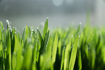 Fototapeta na wymiar Green young grass in the rain