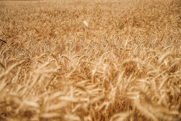 Wheat field. Ears of golden wheat close up.