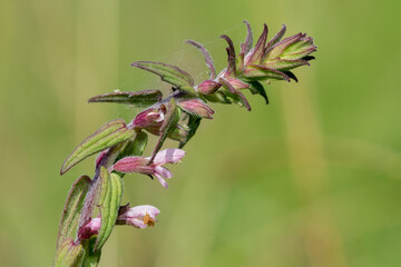 Close up of a red bartsia (odonites vernus) flower in bloom