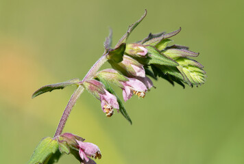 Close up of a red bartsia (odonites vernus) flower in bloom