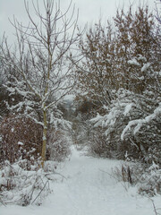 Snow covered trees