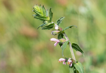Close up of a red bartsia (odonites vernus) flower in bloom