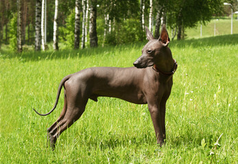 Mexican hairless, xoloitzcuintle. Beautiful adult dog outdoors. Rare dog breed, Xolo. Standard...